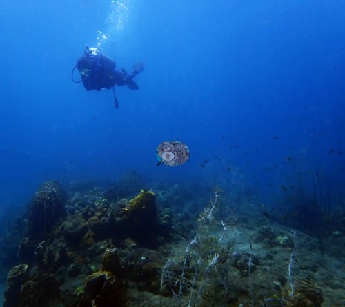 Image 15