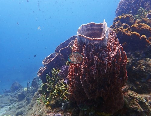 Image 9