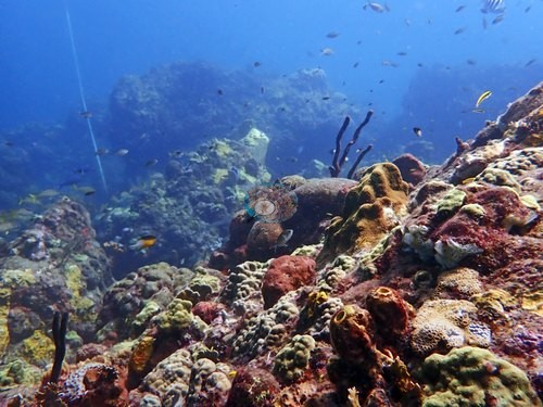 Image 18