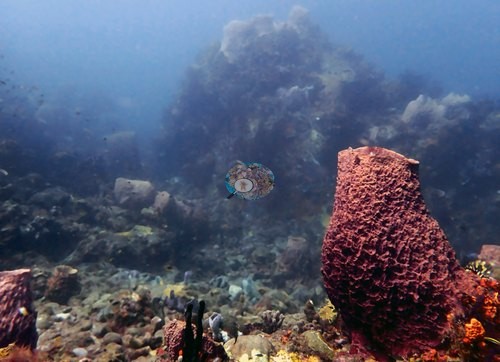 Image 6