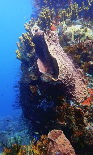 Image 8