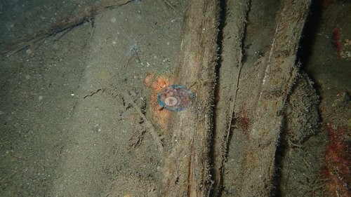 Image 13