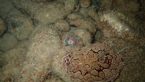 Image 21