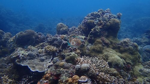 Image 21