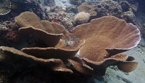 Image 9