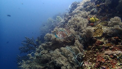 Image 13