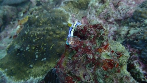 Image 10