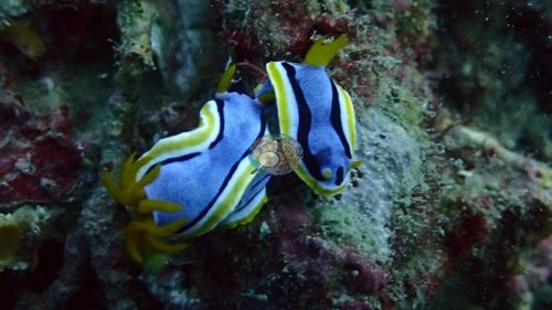 Image 11