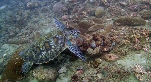 Image 15