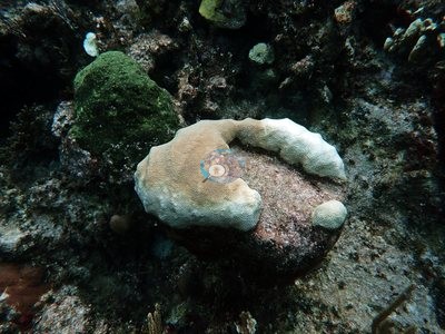 Image 111