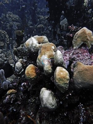 Image 24