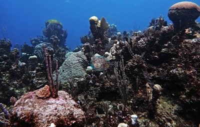 Image 31