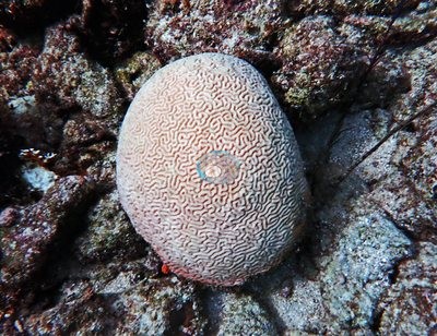 Image 44