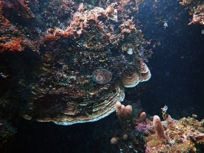 Image 11