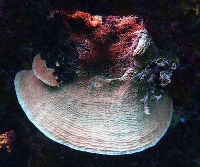 Image 13