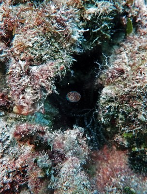 Image 21