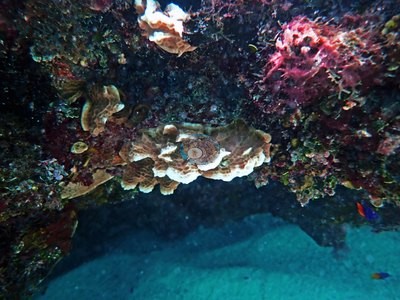 Image 31