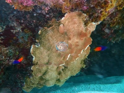 Image 32