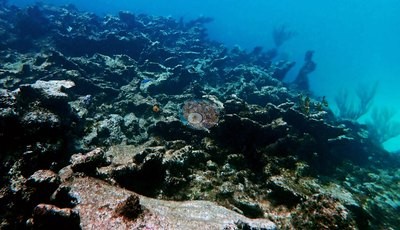 Image 35