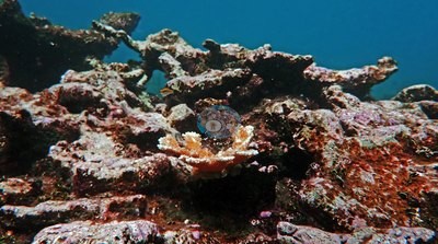 Image 38