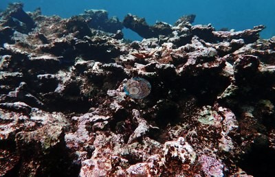 Image 39