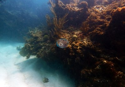 Image 69