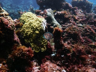 Image 70