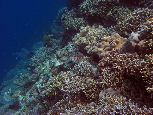 Image 19