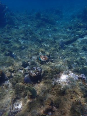 Image 33