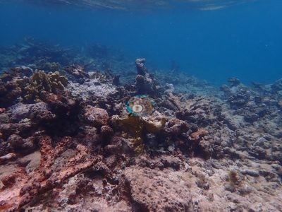 Image 58