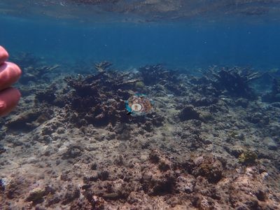 Image 61