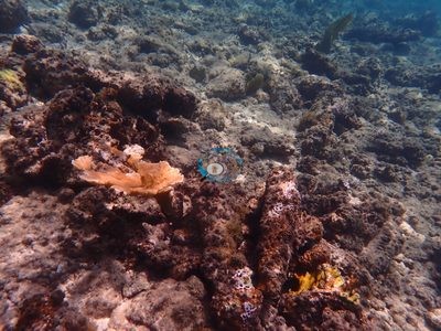 Image 62