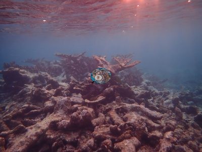 Image 12