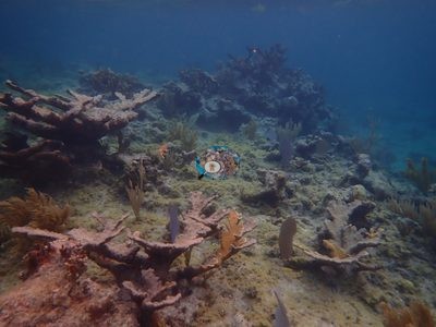 Image 21