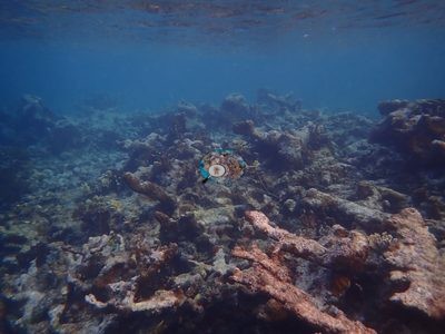 Image 48