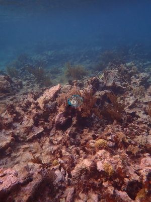 Image 64