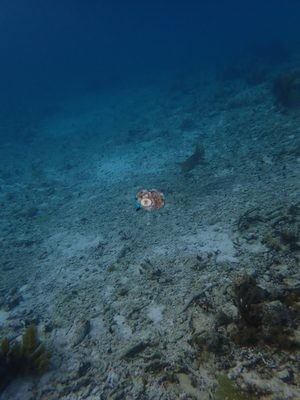 Image 67