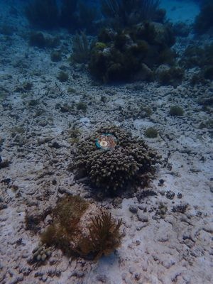 Image 16