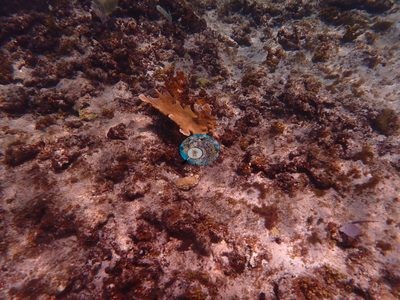 Image 31