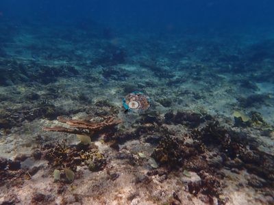 Image 34