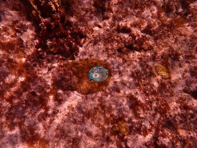 Image 37