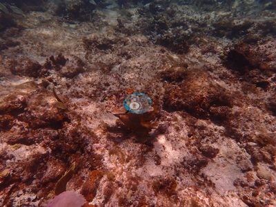 Image 38