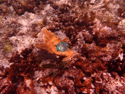 Image 39