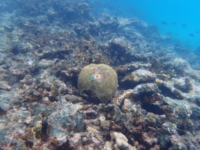 Image 30