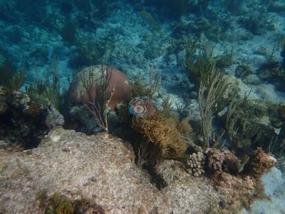 Image 31