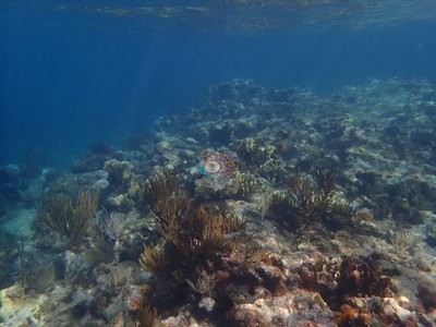 Image 35