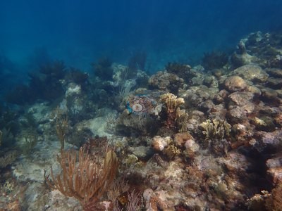 Image 39