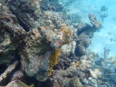 Image 42