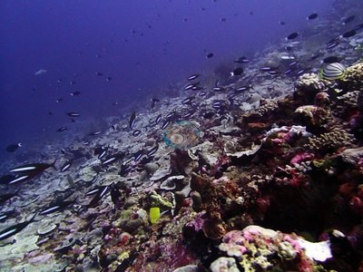 Image 14