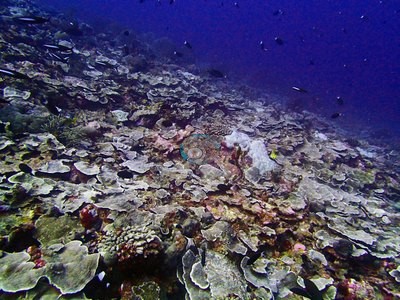Image 18